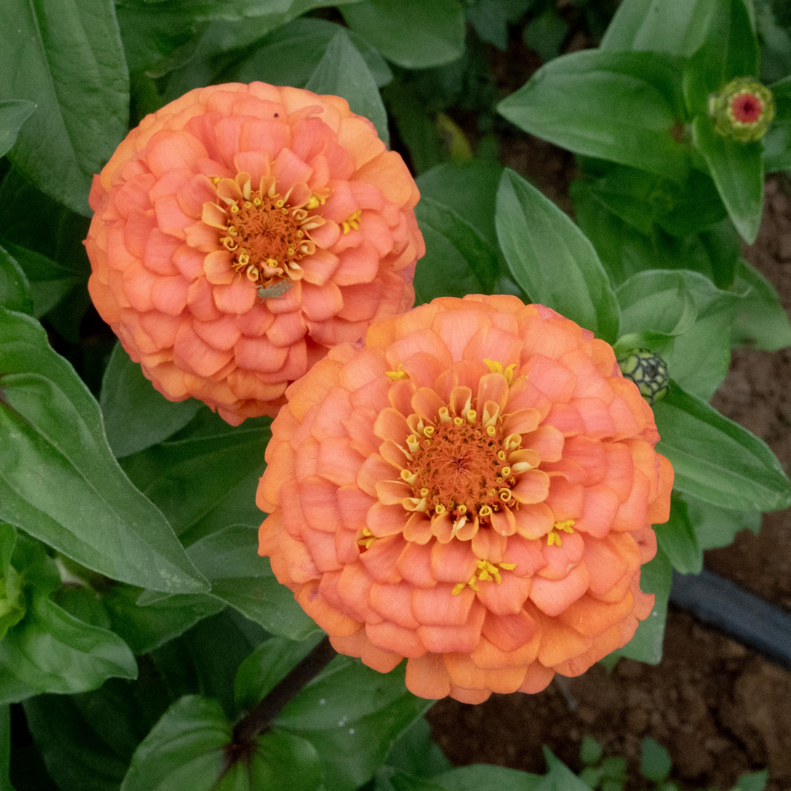 Plant Good Seed seeds are germination-tested for viability to support a reliable start.