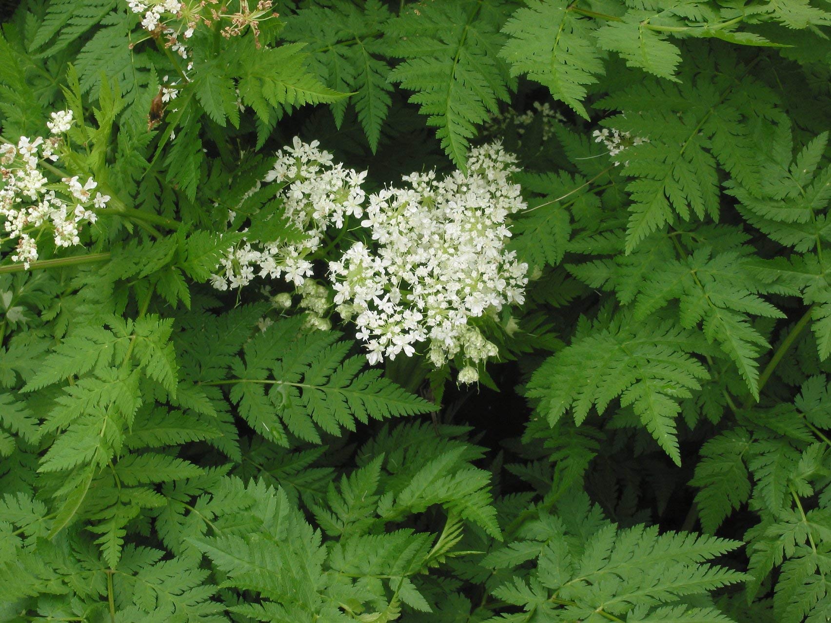 Plant Good Seed Sweet Cicely creamy white umbels attract pollinators.