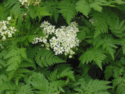 Plant Good Seed Sweet Cicely creamy white umbels attract pollinators.