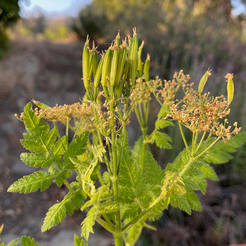 Plant Good Seed Sweet Cicely germination requires cold stratification for success.