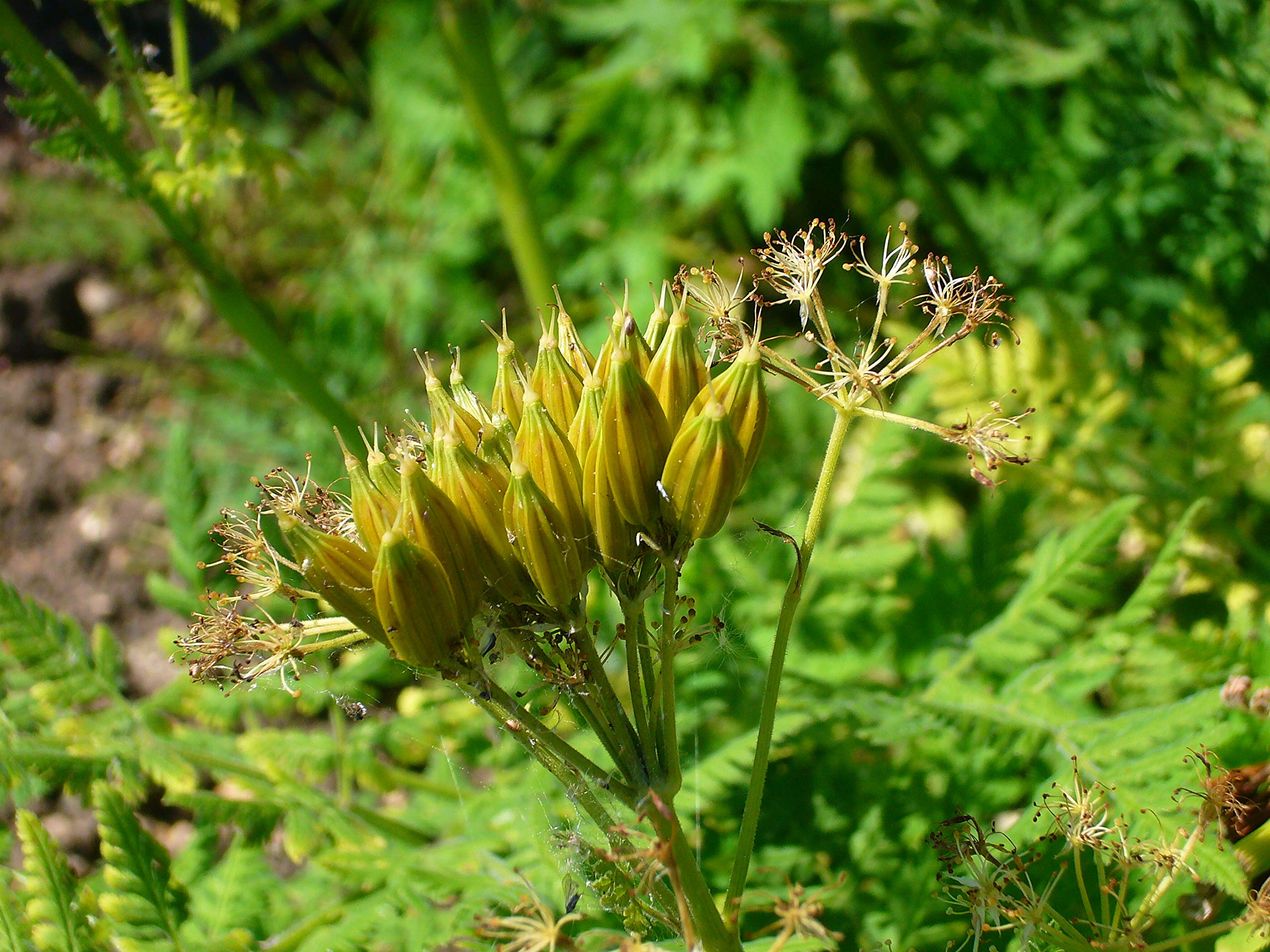Plant Good Seed Sweet Cicely leaves tea-ready licorice aroma.