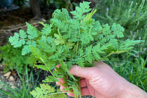 Plant Good Seed Sweet Cicely grows into a hardy ornamental herb.