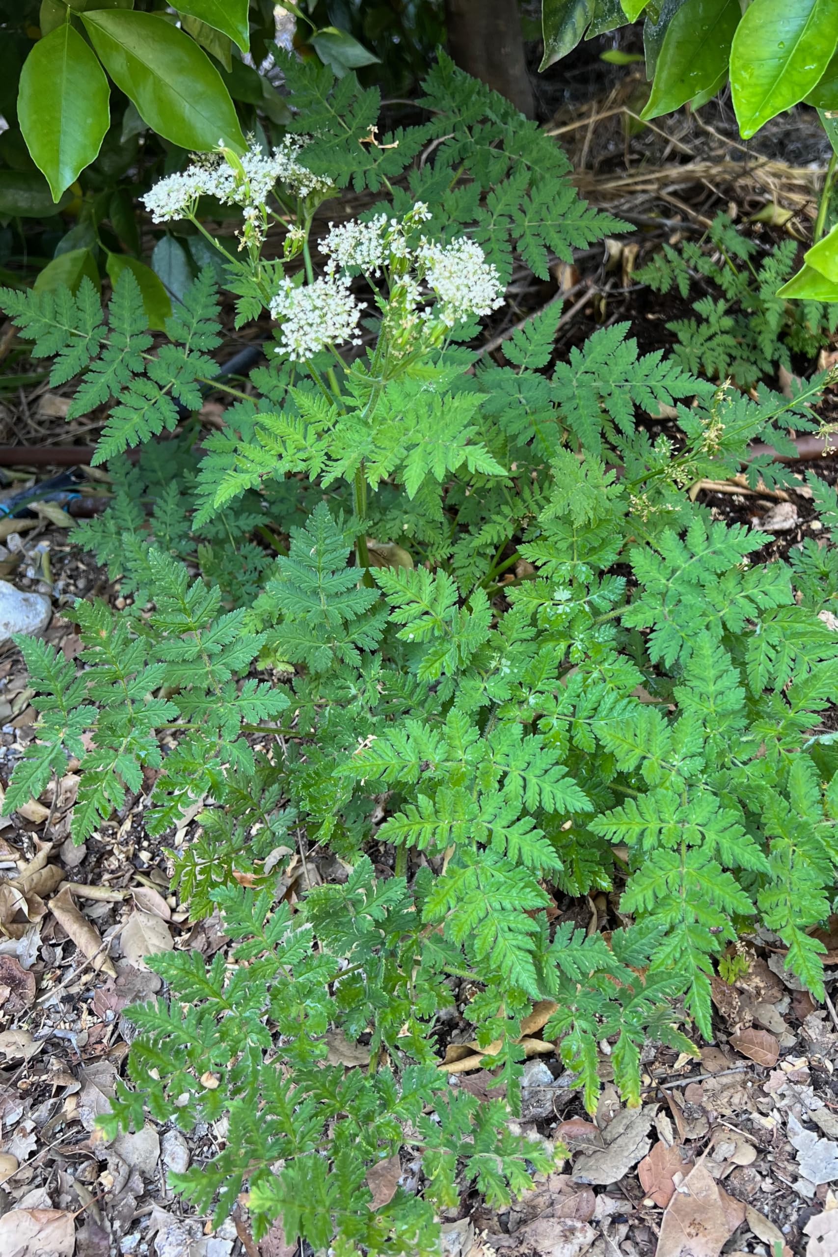 Plant Good Seed Sweet Cicely in a garden to support edible leaves.