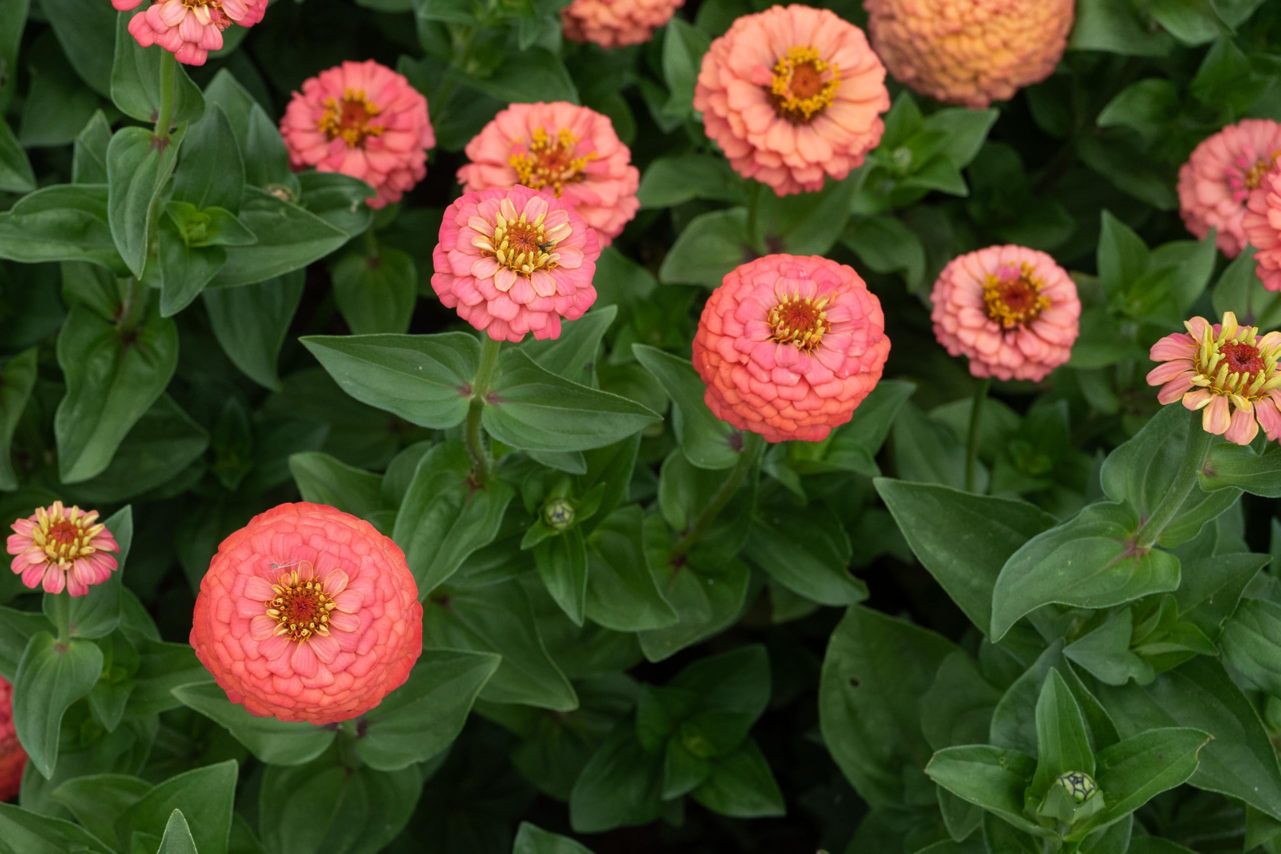 Plant Good Seed zinnia florets ready for bouquets and garden displays.
