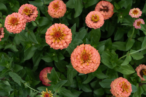 Plant Good Seed Oklahoma Salmon Zinnia attracts pollinators with long-lasting color.