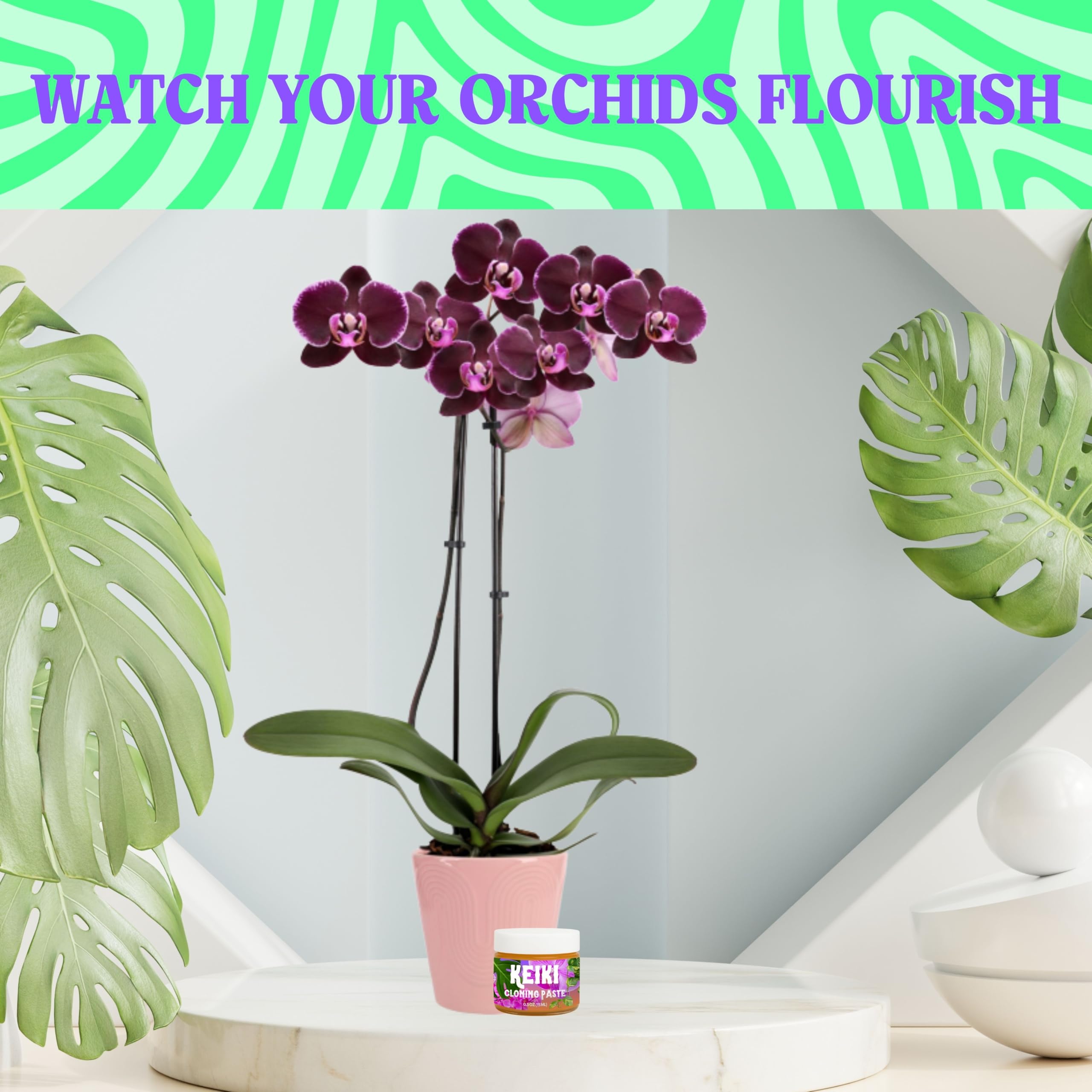 Plant Joy Keiki Paste applied to an orchid node encouraging growth.
