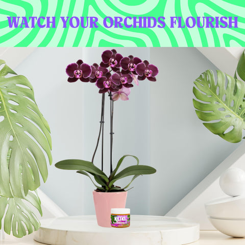 Plant Joy Keiki Paste applied to an orchid node encouraging growth.