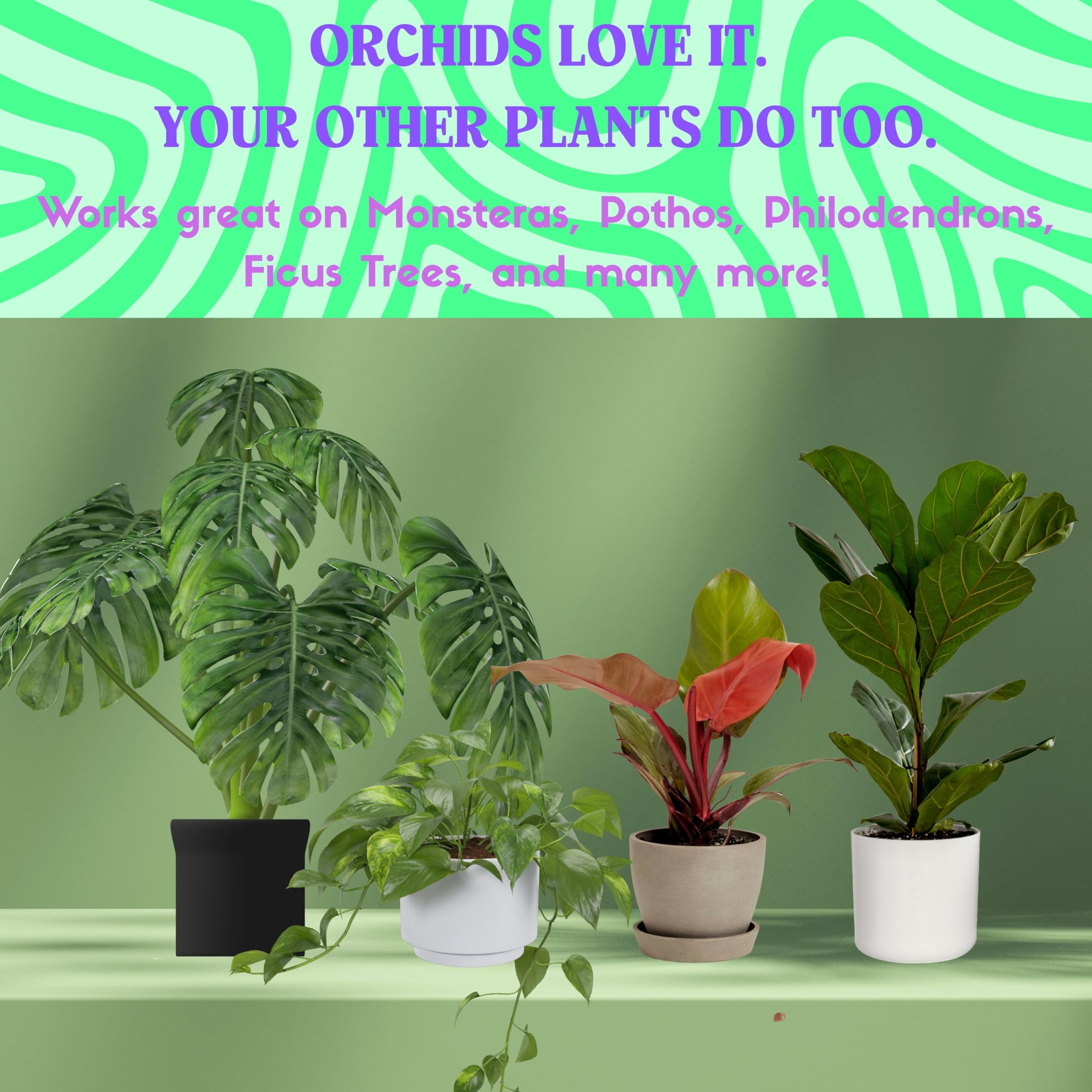 Plant Joy Keiki Paste used on Monstera node with growth potential.