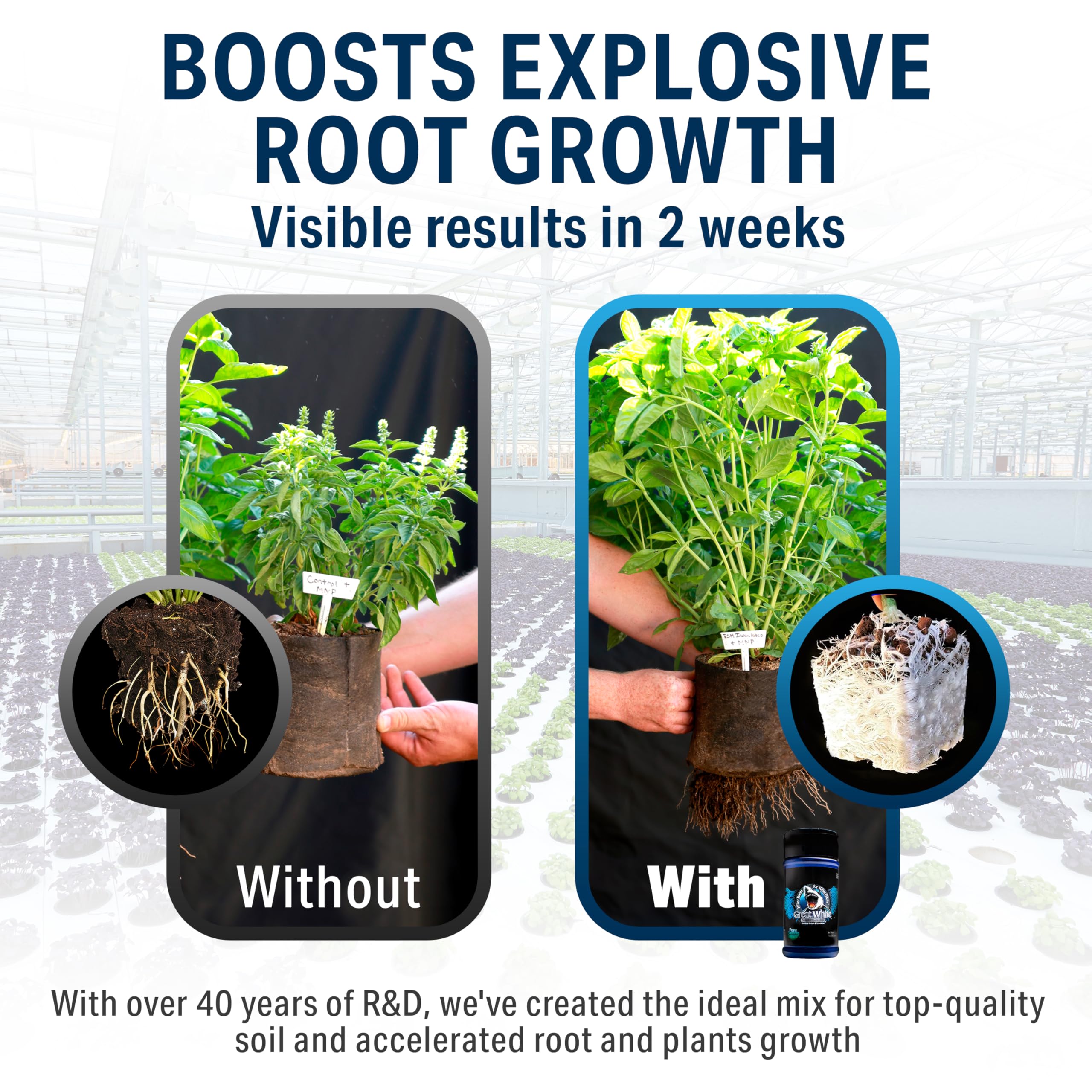 Close-up root zone enriched by Great White boosts nutrient uptake.