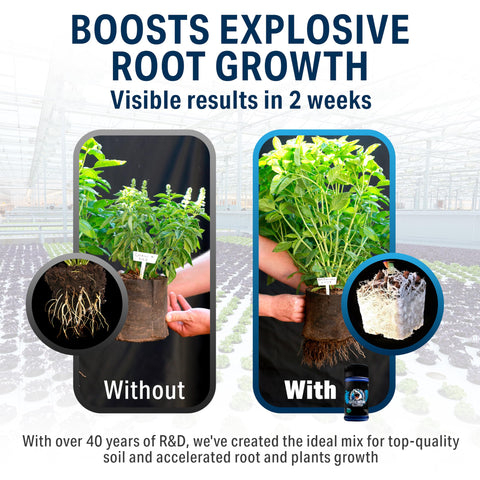 Close-up root zone enriched by Great White boosts nutrient uptake.