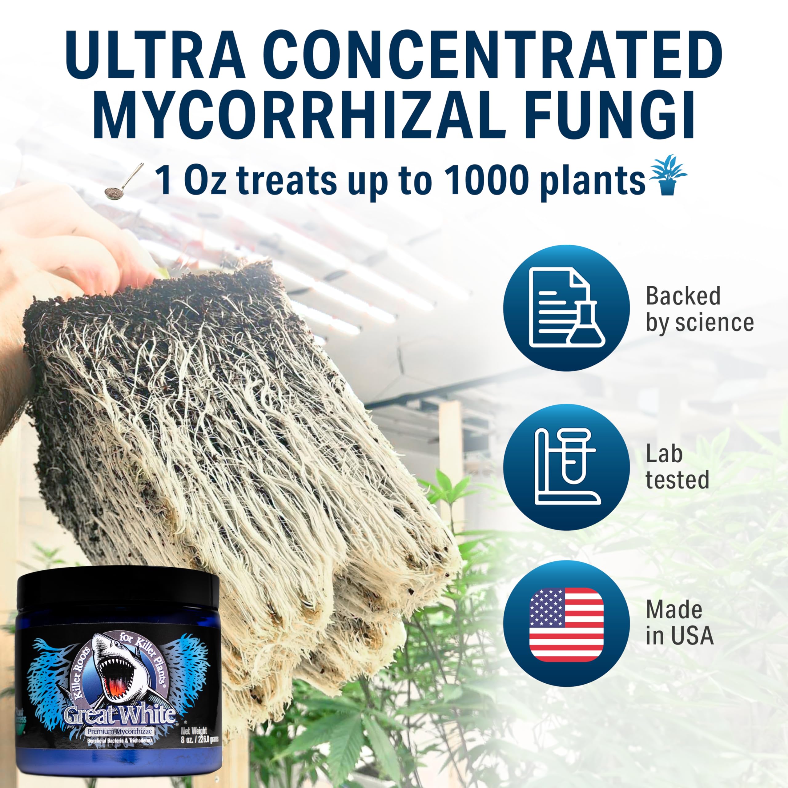 Seedling with vibrant, healthy roots after applying Great White.