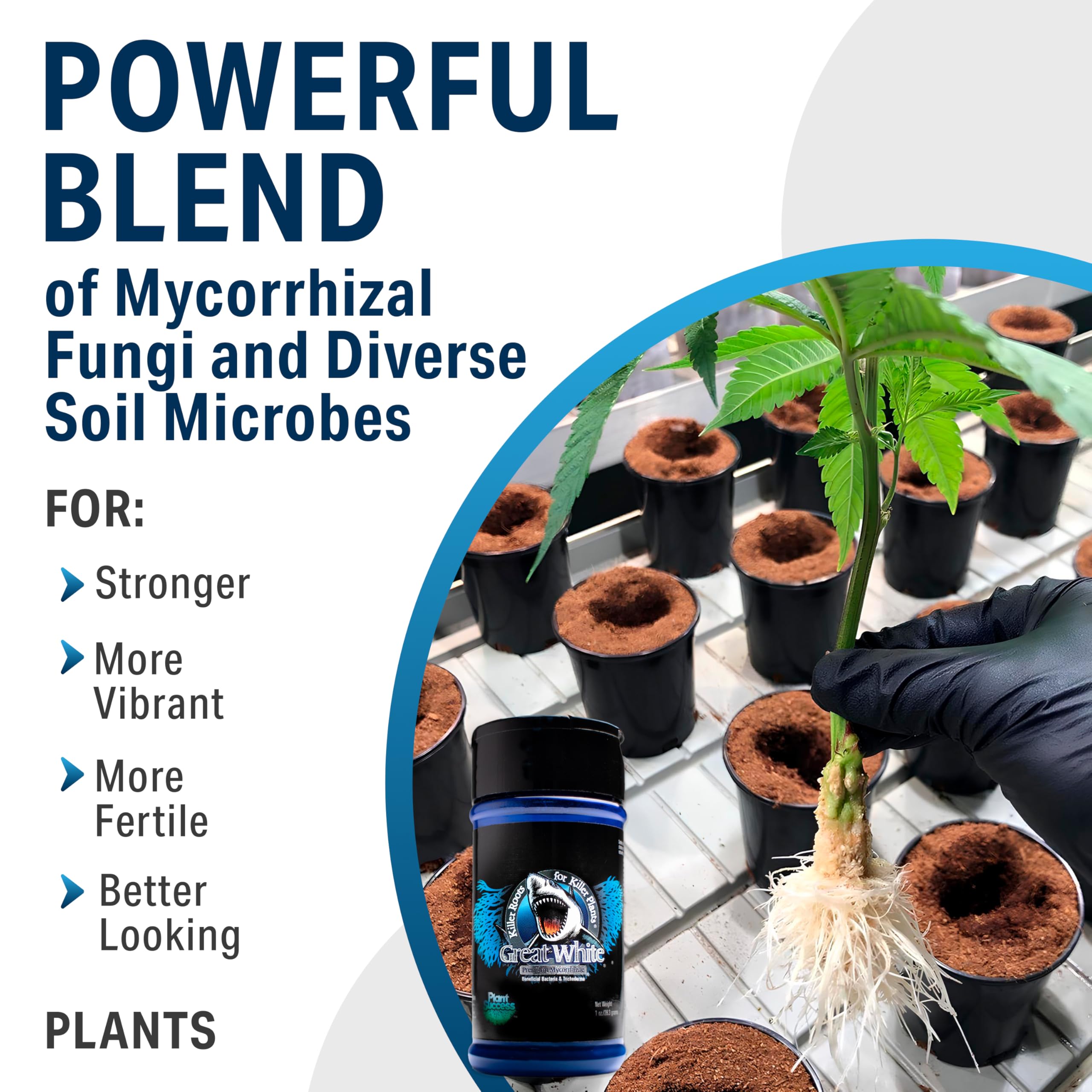 Great White is compatible with soil and hydroponics, versatile for setups.