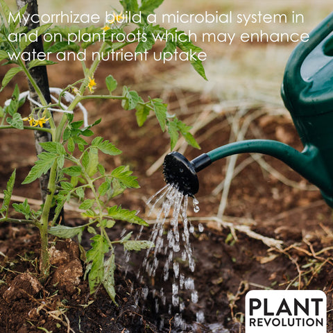Plant Success Organics Soluble Mycorrhizae water-in-application demonstrated for easy landscape use