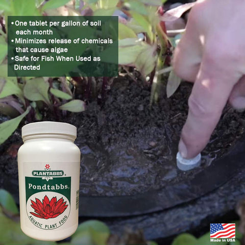 PondTabs tablets inserted into soil near the crown for steady feeding.