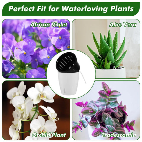 Planterhoma six-pack packaging view highlights value and convenience.