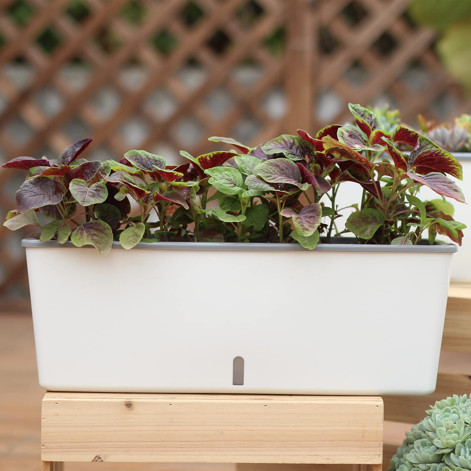 Planterhoma indoor herb display suits slim spaces.