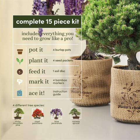 Planters' Choice Bonsai Starter expanding soil disc supports healthy root development.