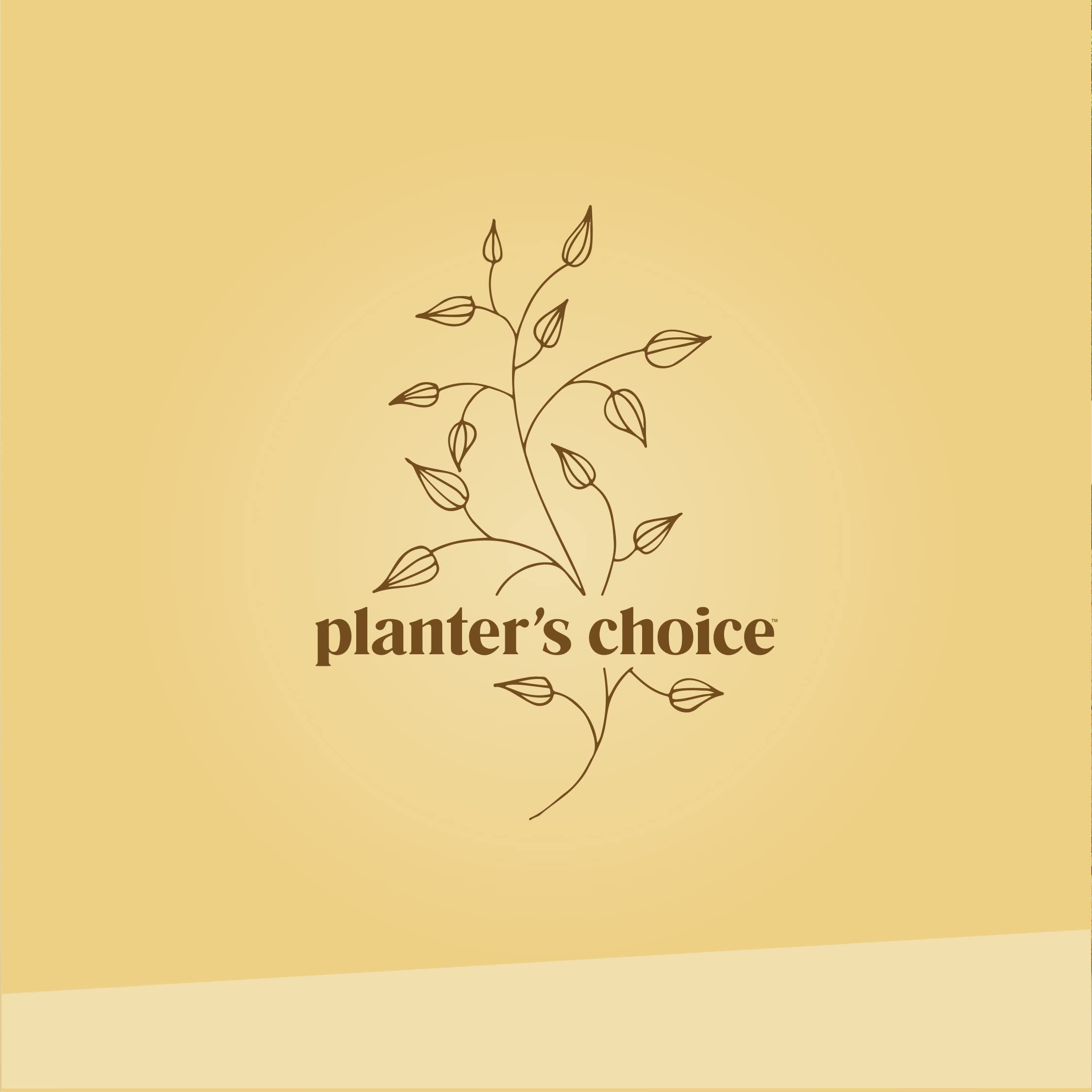 Planters' Choice Bonsai Starter indoor-outdoor planting for year-round cultivation.