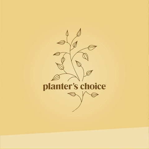 Planters' Choice Bonsai Starter indoor-outdoor planting for year-round cultivation.