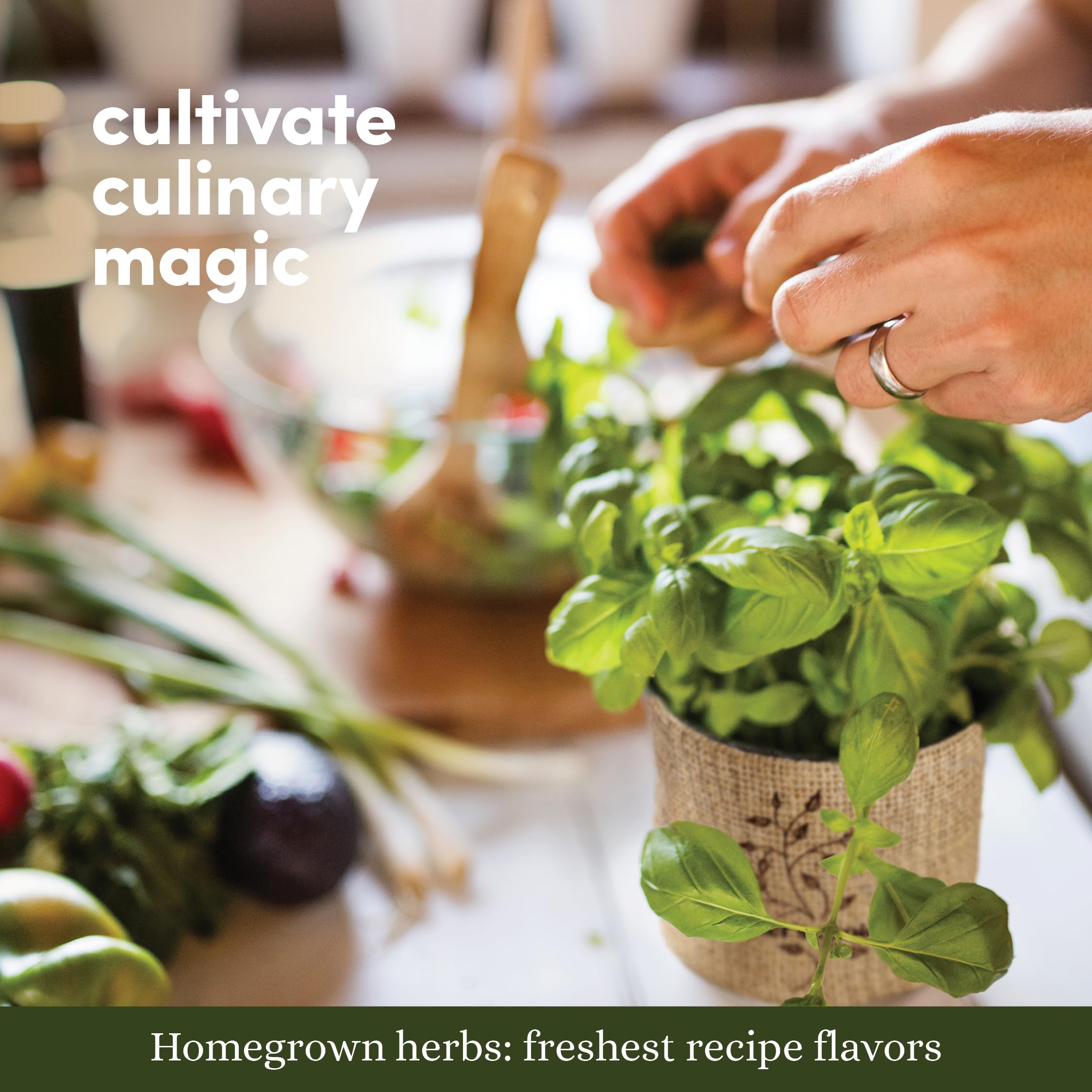 Planters' Choice kitchen herbs ready for cooking on the windowsill