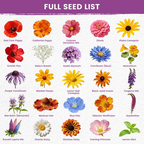 PlantMeW 30-gram seed packet with 10,000+ seeds for large coverage.