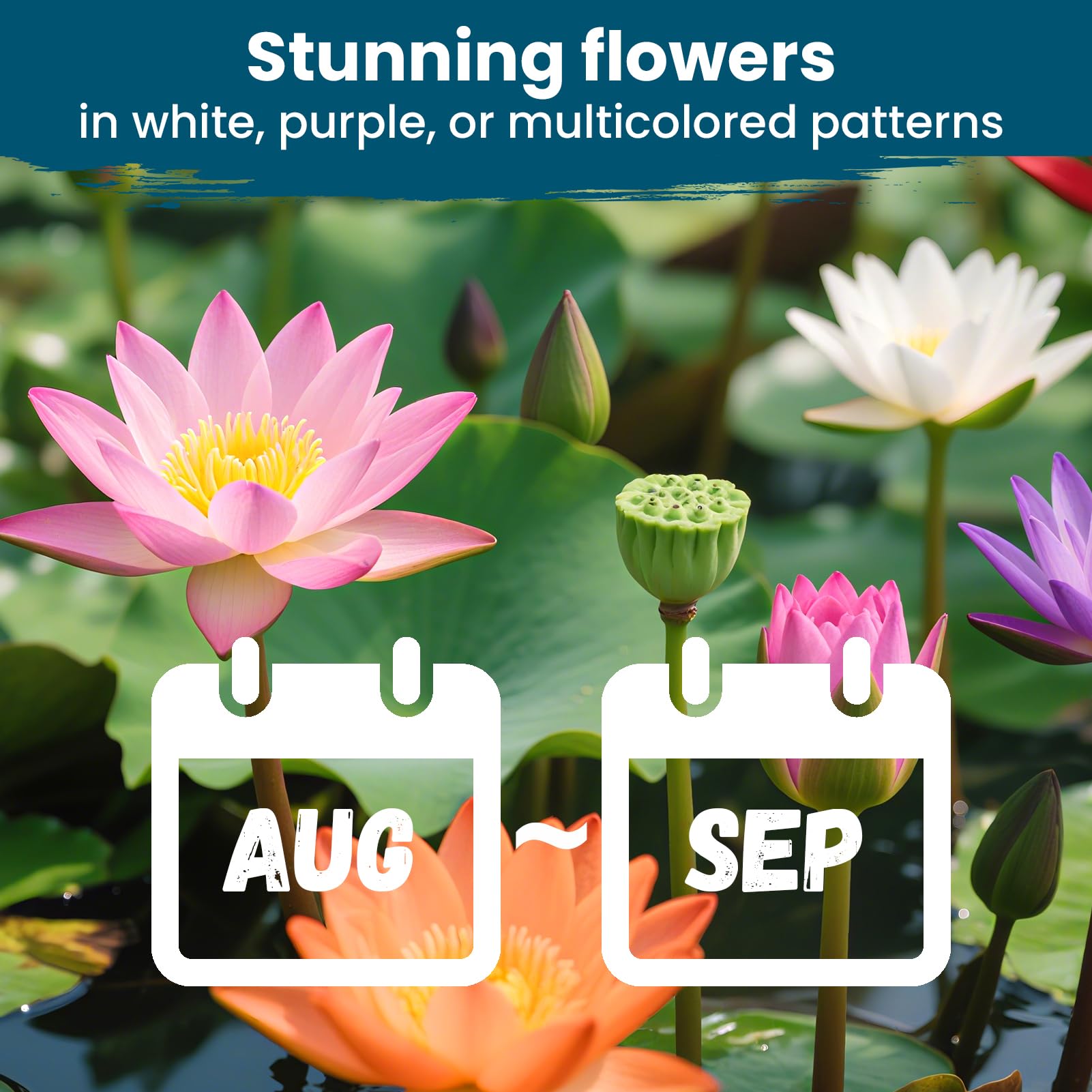 PLANTMEW aquatic lotus enhances pond decor with vibrant blooms.