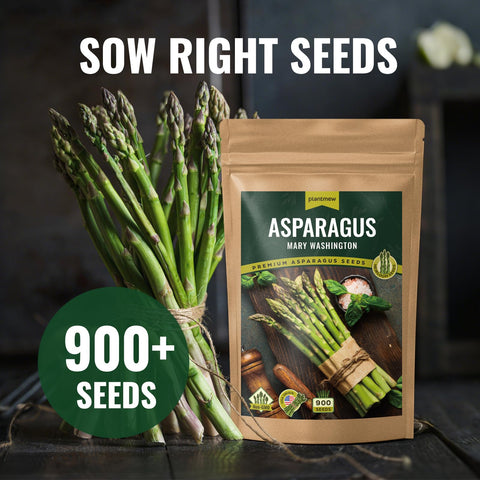 PLANTMEW asparagus seeds early sprouts emerge in warm soil for fast growth.