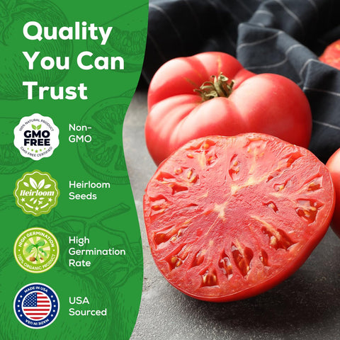 PLANTMEW Beefsteak Tomato Seeds indeterminate vines promise steady harvest.