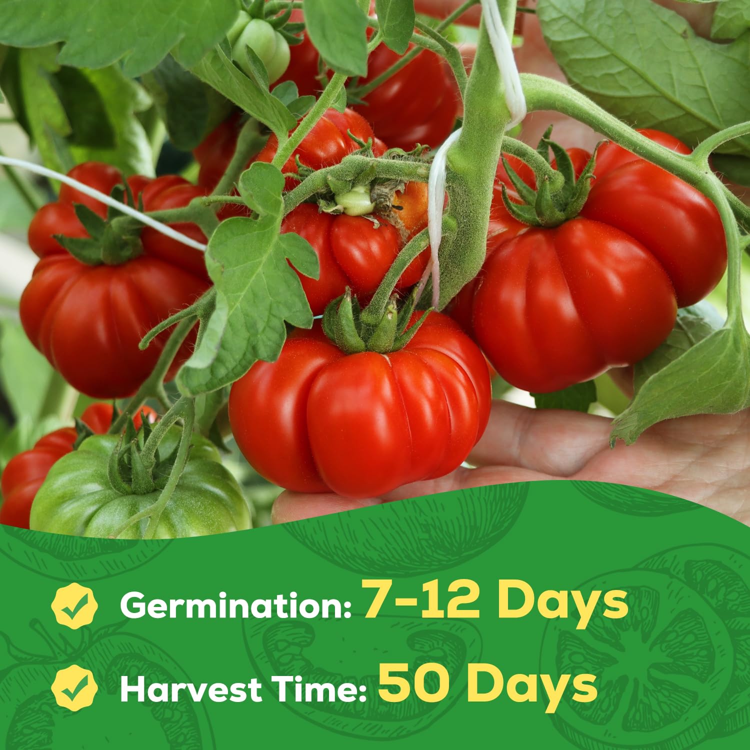 PLANTMEW Heirloom non-GMO seeds simplify indoor or outdoor gardening.