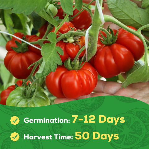 PLANTMEW Heirloom non-GMO seeds simplify indoor or outdoor gardening.