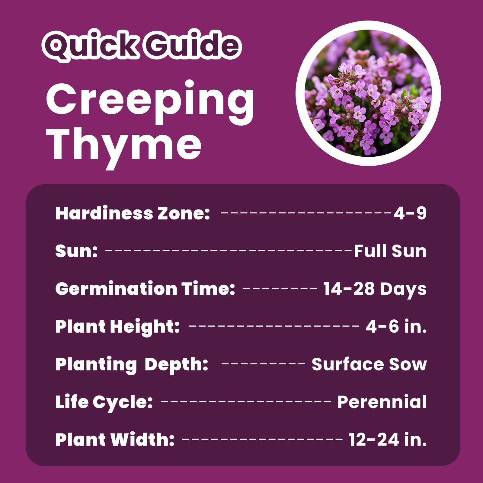 PlantMew bees and butterflies drawn to thyme flowers in pollinator-friendly beds.