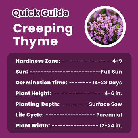 PlantMew bees and butterflies drawn to thyme flowers in pollinator-friendly beds.