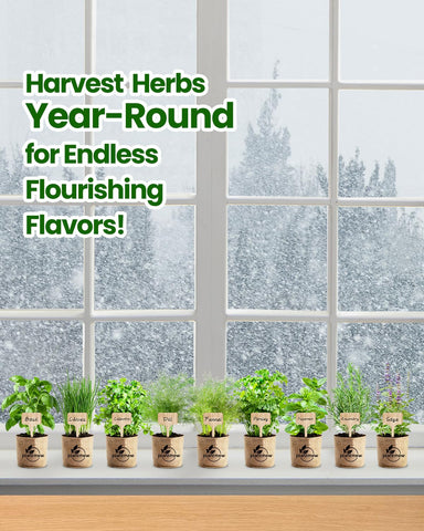 PLANTMEW beginner-friendly guide helps new gardeners start herbs confidently.
