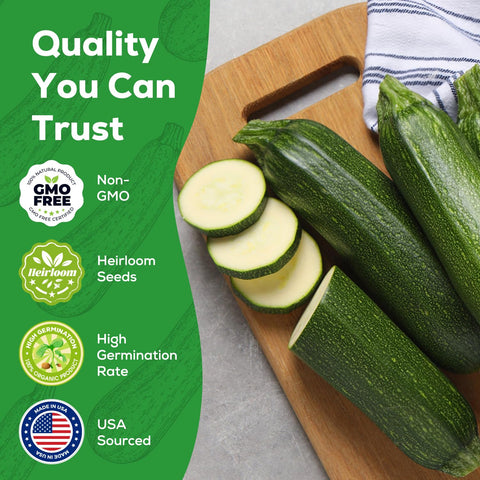PlantMew Black Beauty zucchini fruit on vine, ideal for fresh cooking