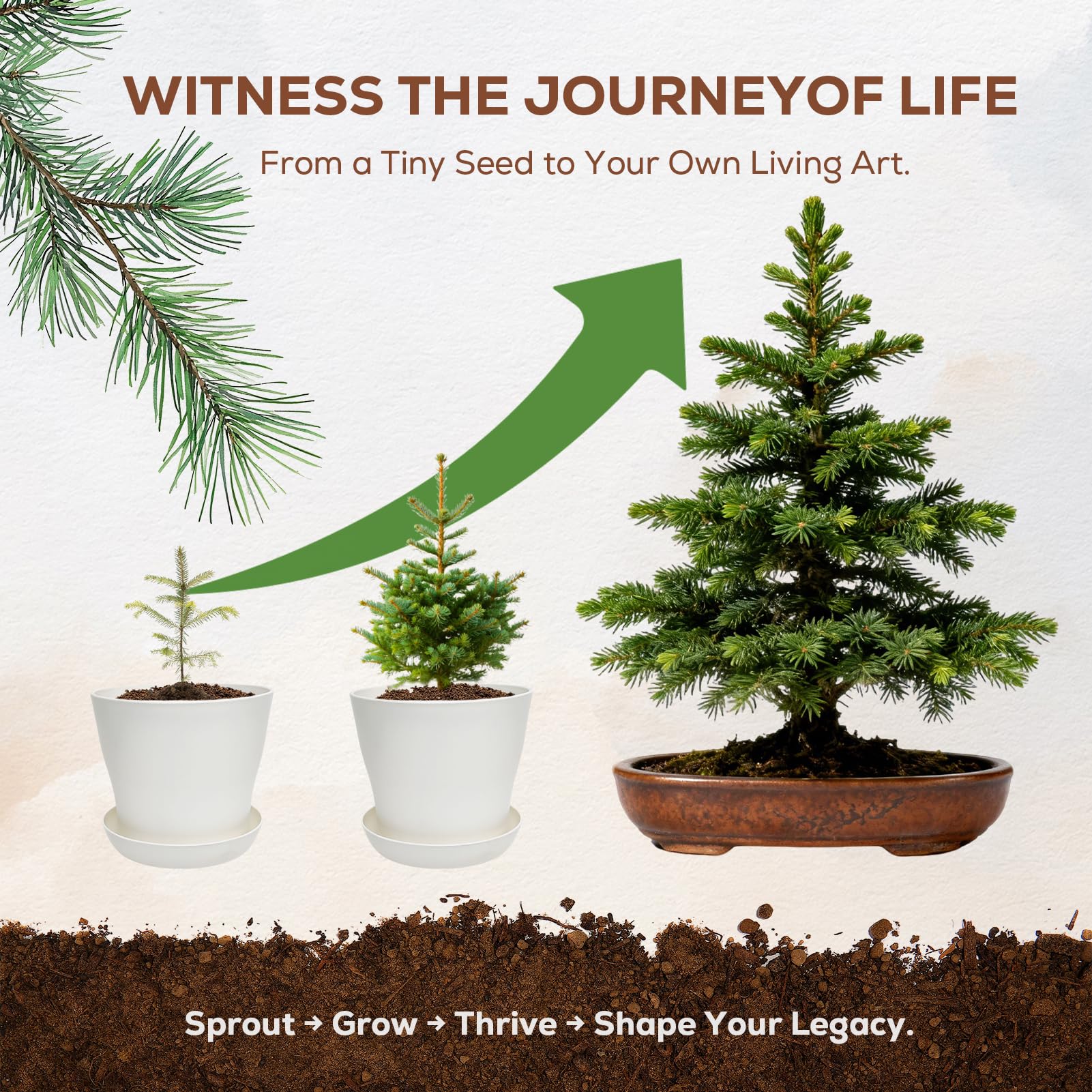 PLANTMEW Bonsai guide manual with clear steps for beginners