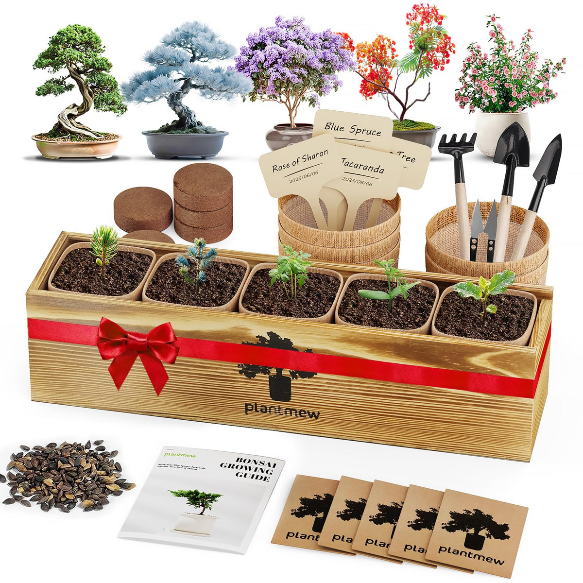 PlantMEW Bonsai Kit with five varieties for beginner indoor gardening