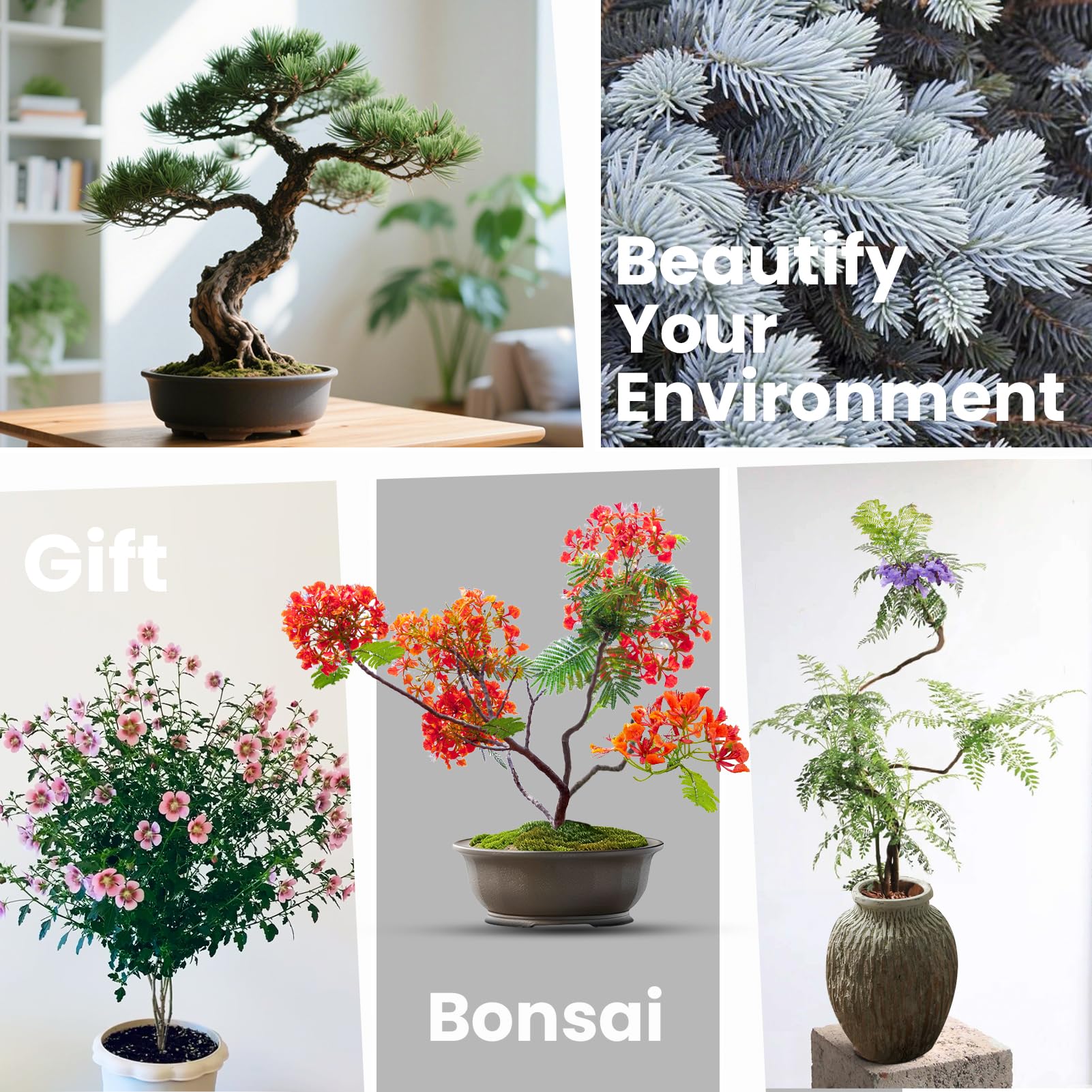 PlantMEW Bonsai Kit all-in-one starter set enhances indoor greenery