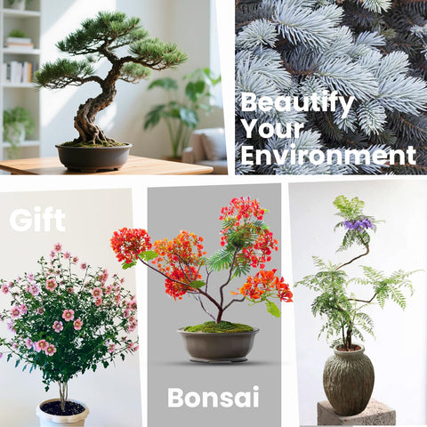 PlantMEW Bonsai Kit all-in-one starter set enhances indoor greenery