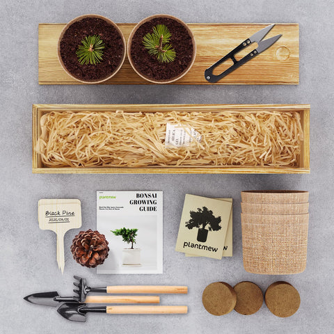 PlantMEW Bonsai Kit starter seeds and soil for easy home gardening
