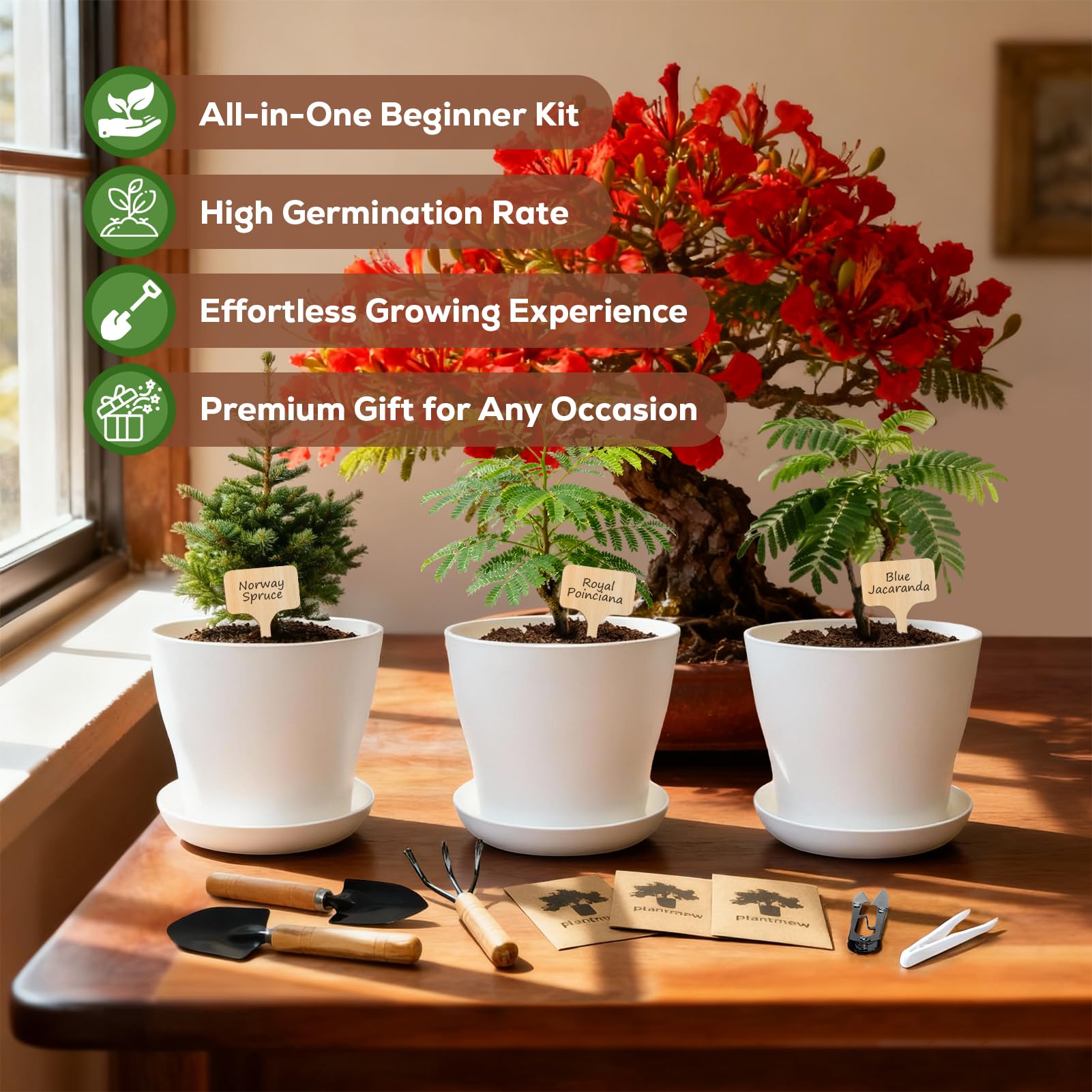 PLANTMEW Bonsai seed packs with high germination varieties for a quick start