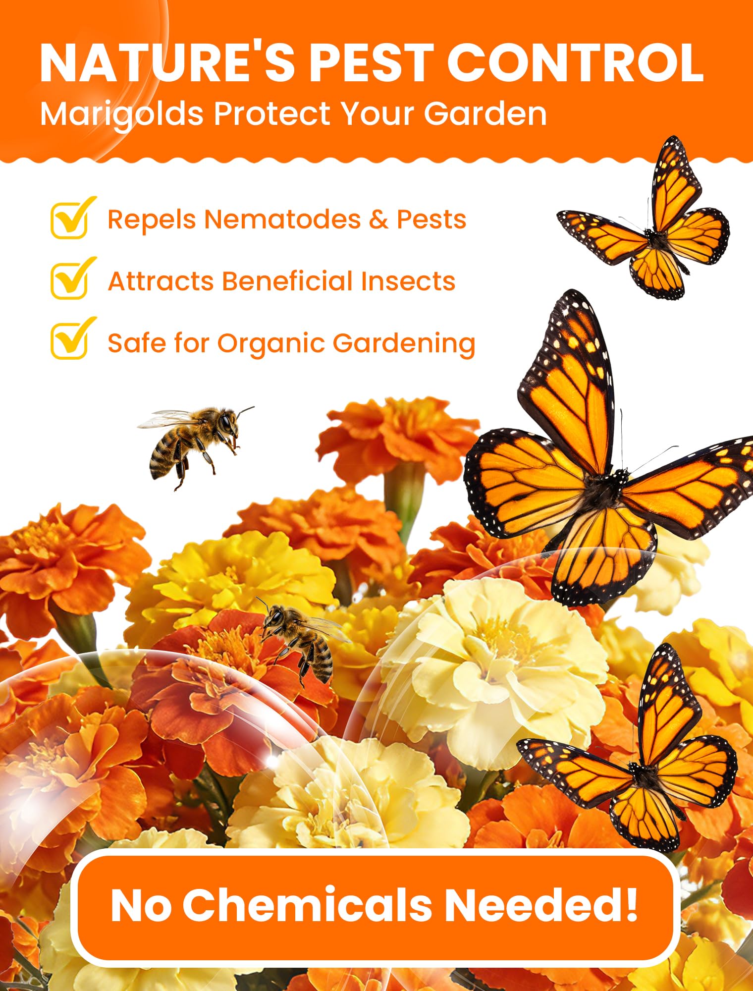 PlantMew garden border marigolds attract pollinators.