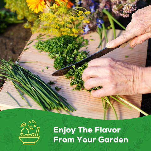 PLANTMEW bouquet dill seeds for tangy seasoning and quick sprouts.