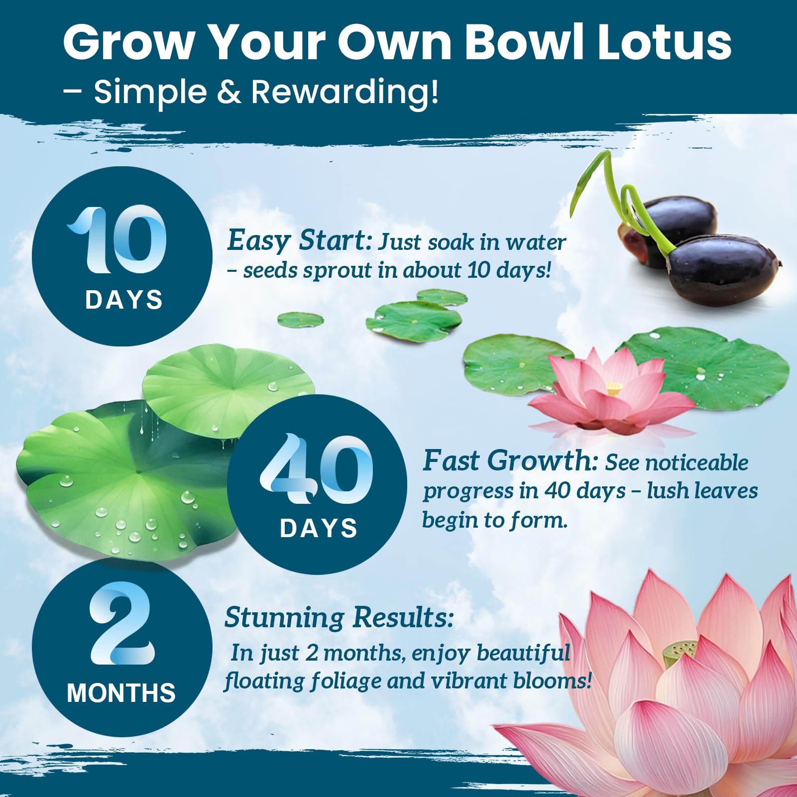 PLANTMEW bowl lotus mix colors blooming in a decorative water feature.