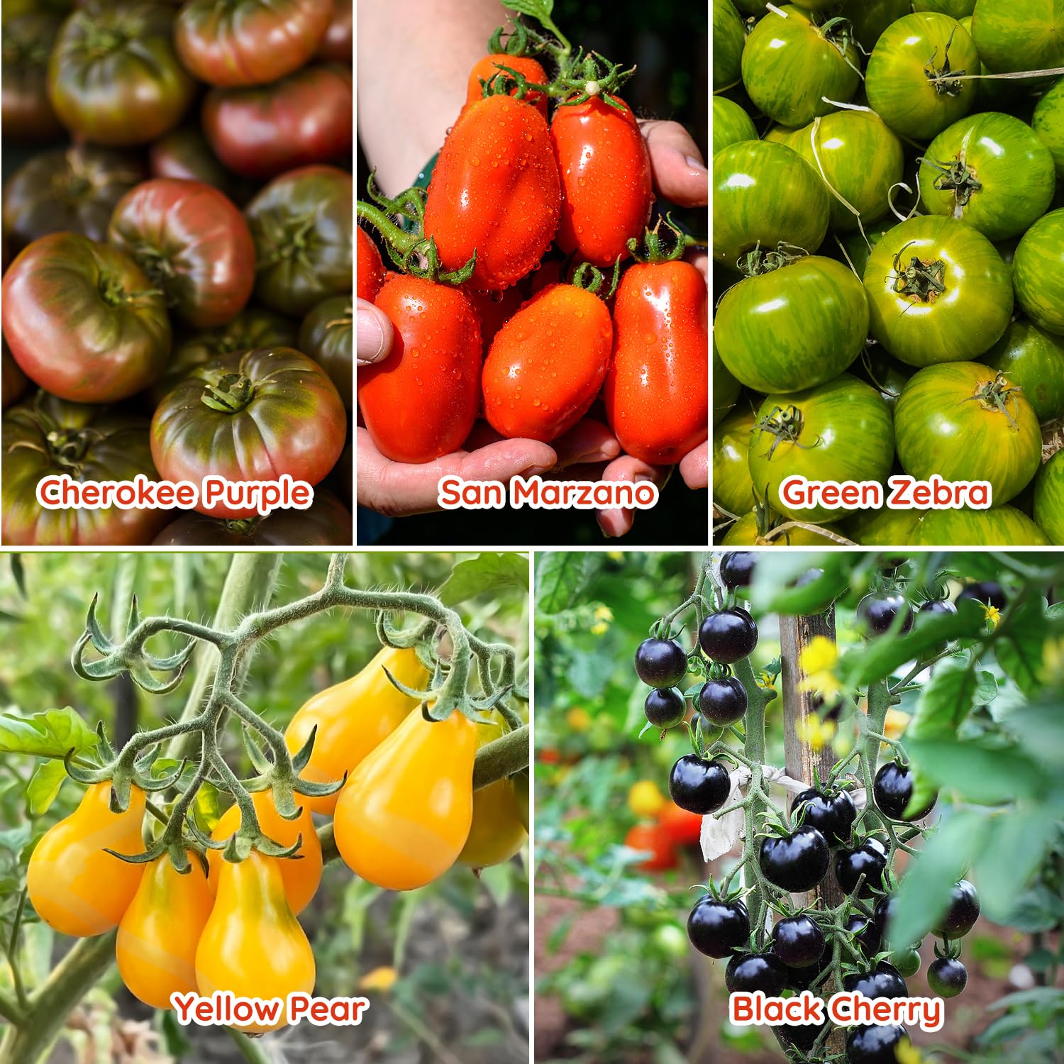 PLANTMEW brandywine pink tomato seeds for large, flavorful fruit.