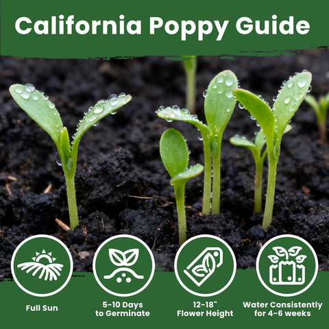 PLANTMEW California poppies border a sunny garden with vivid color.