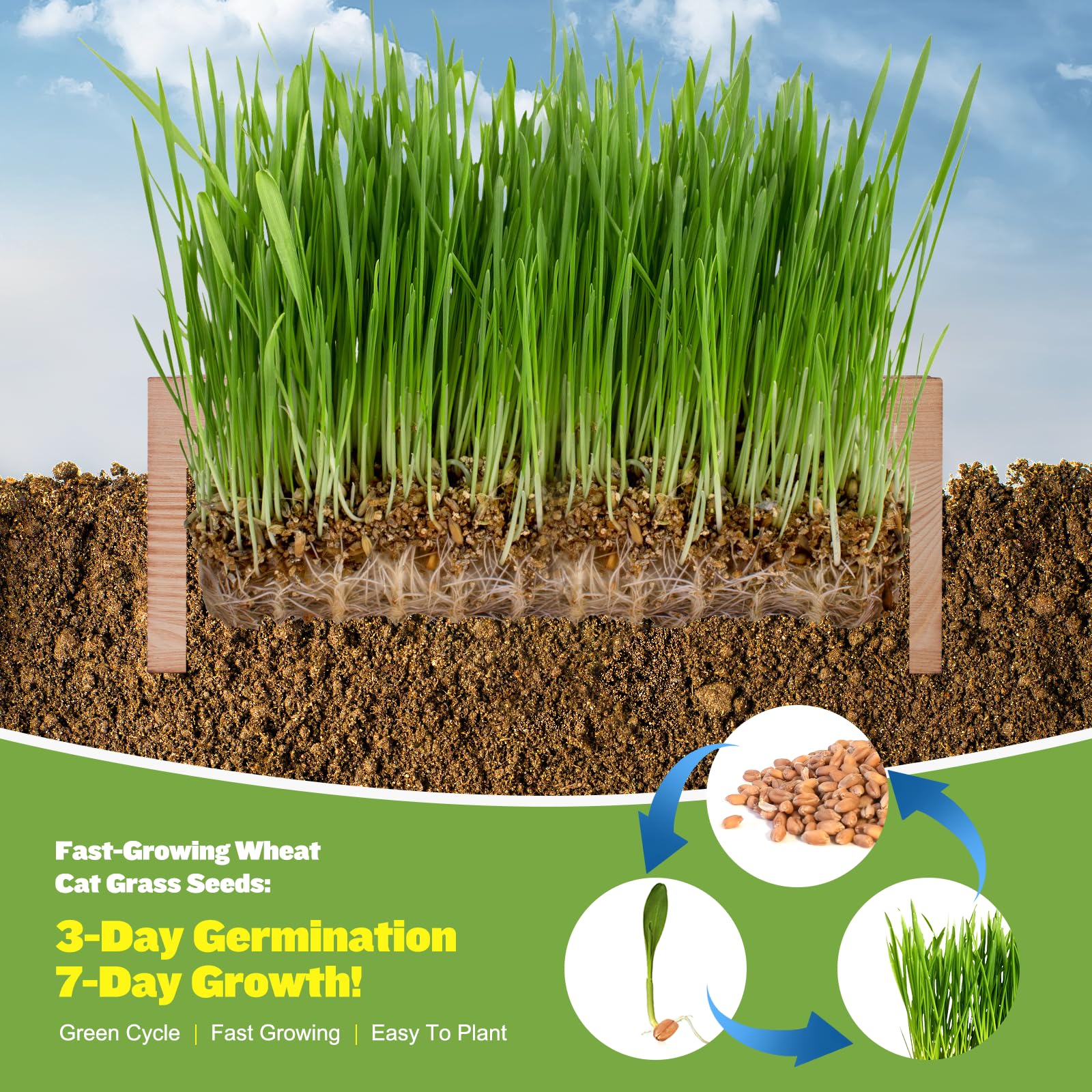 PlantMEW cat grass germinating in days, with lush sprouts forming.
