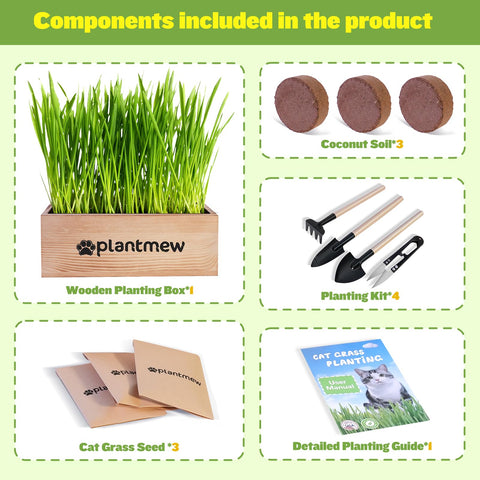 PlantMEW cat grass seeds close-up highlighting high germination.