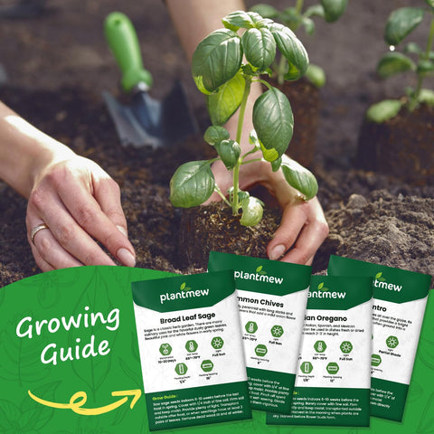 PLANTMEW cilantro seeds for bright garnishes and fresh salsas.