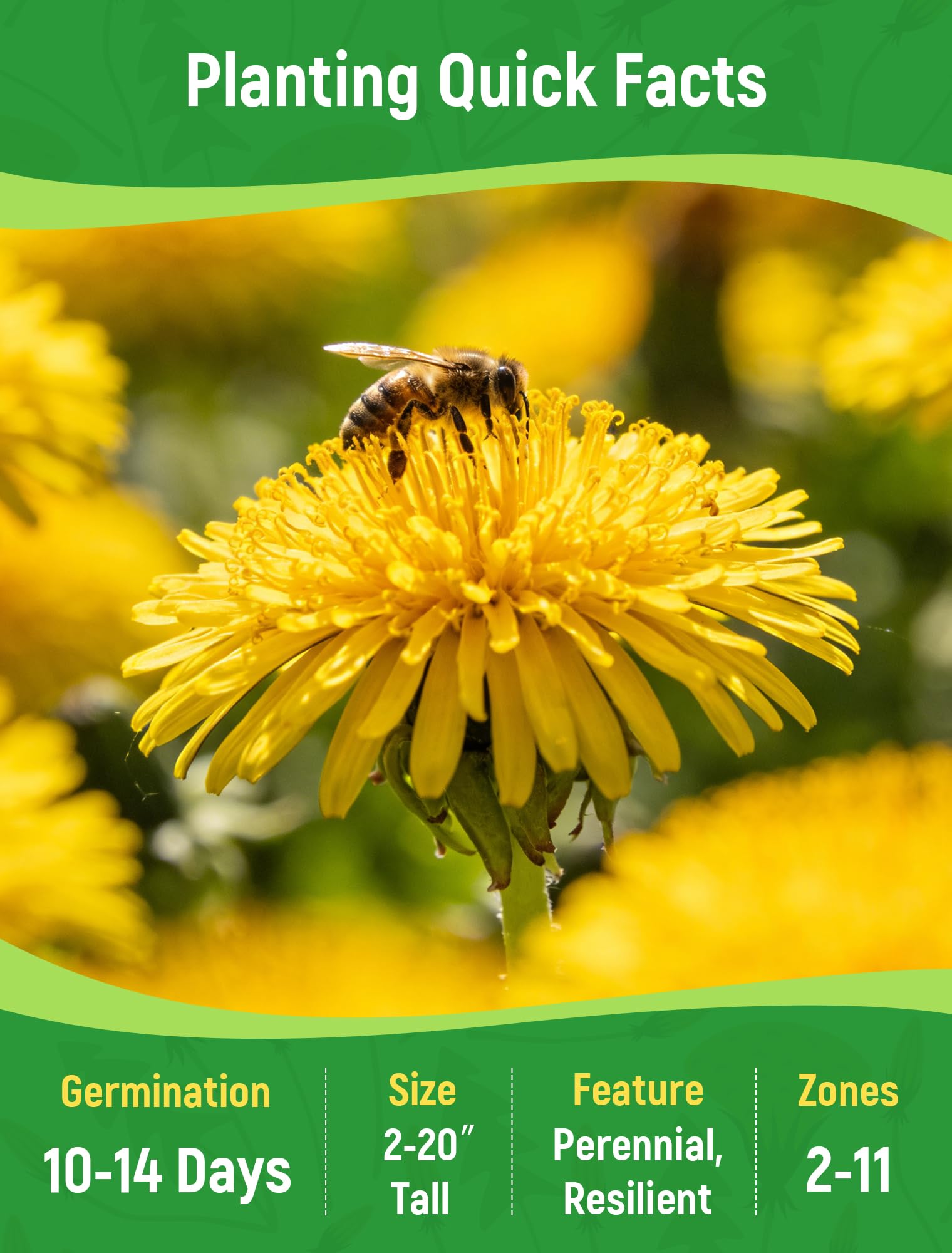 PLANTMEW dandelion garden bed showcases vibrant greens and early pollinator-friendly blooms.