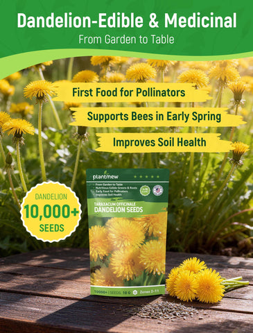 PLANTMEW dandelion seeds close-up reveals premium heirloom quality for robust germination.